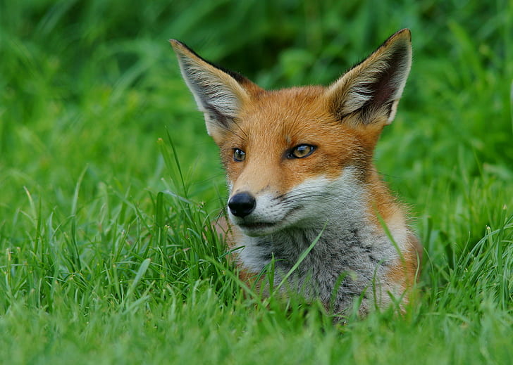 brown and white fox on green grass, cub, fox, cub, Cub, brown, white fox, green grass, British  Wildlife  Centre, Newchapel  Surrey, Trimming, fox, animal, wildlife, grass, nature, mammal, red Fox, animals In The Wild, HD wallpaper