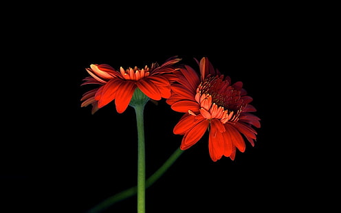 Deux fleurs de gerbera orange, fond noir, Deux, Orange, Gerbera, Fleurs, Noir, Arrière-plan, Fond d'écran HD HD wallpaper