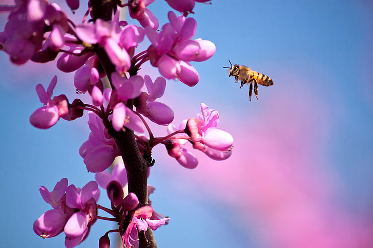 fioletowa roślina kwiatowa, kwiaty, pszczoła, mucha, gałąź, wiosna, Tapety HD