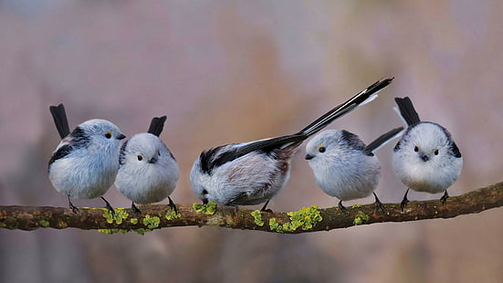طيور الحديقة ، titmice ، الفرع، خلفية HD HD wallpaper