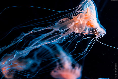 underwater, tourism, diving, Jellyfish, HD wallpaper HD wallpaper