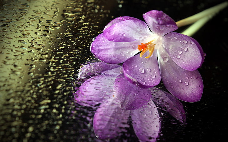 pink and white floral textile, macro, flowers, water drops, purple flowers, HD wallpaper