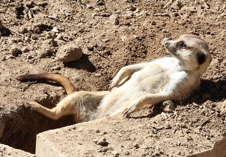 hole, meerkat, Rasslabon, Relaxation, Sunbathing, HD wallpaper