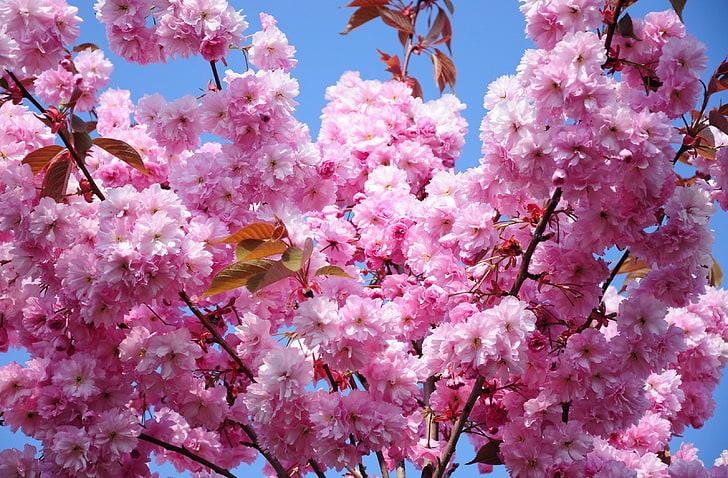 Sakura-Blüten, Kirsche, Blüte, Zweig, Frühling, Laub, Himmel, HD-Hintergrundbild