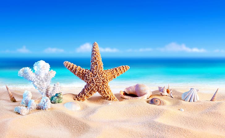 الرمال ، البحر ، الشاطئ ، الصيف ، النجم ، الإجازة ، الصدف ، نجم البحر ، الصدف، خلفية HD