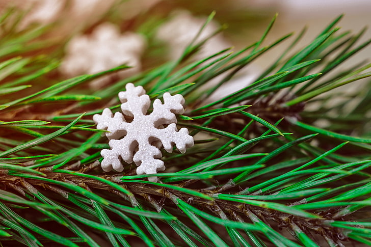 snow flakes, snowflake, spruce, christmas, HD wallpaper