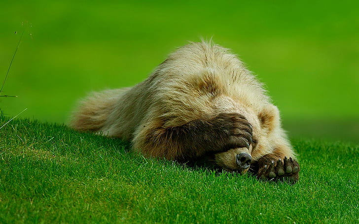 Bear Cant Watch this, funny, bear, cant, watch, this, HD wallpaper