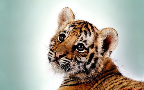тигър, животни, бебета животни, прост фон, HD тапет HD wallpaper
