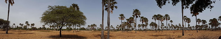 Африка, гора, палма, палми, Сенегал, дърво, дървета, дърво, HD тапет