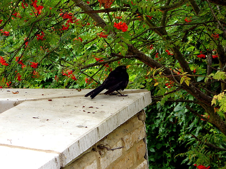 animal, bird, black, green, house, outdoor, rowan, sorbus, tree, view, wall, window view, HD wallpaper