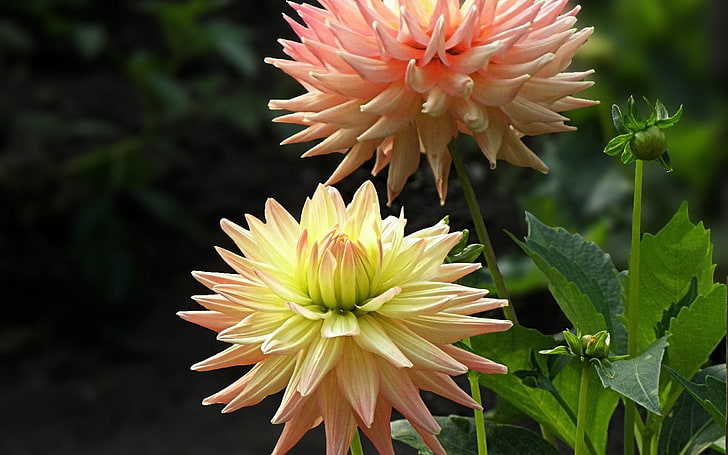 dahlias flowers-Photo HD Wallpaper, yellow-and-pink petaled flowers, HD wallpaper