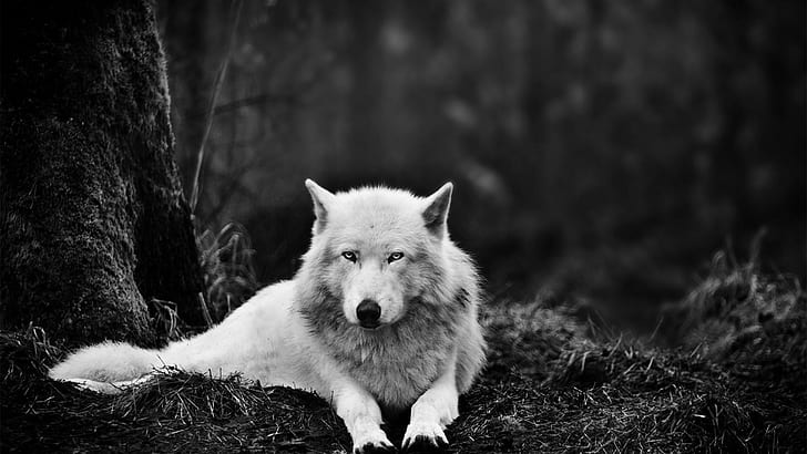 Wilk w lesie, zdjęcie wilka w skali szarości, zwierzęta, 1920 x 1080, wilk, Tapety HD