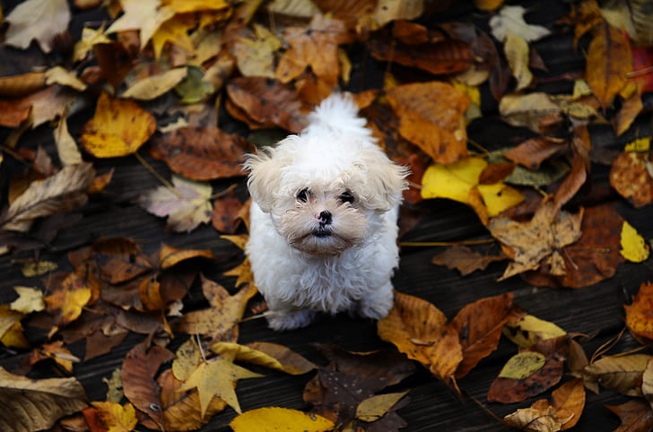 autumn, leaves, small, dog, shaggy, the puppy Maltese, HD wallpaper