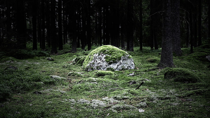 มอสสีเขียวธรรมชาติภูมิทัศน์หินมอสป่า, วอลล์เปเปอร์ HD