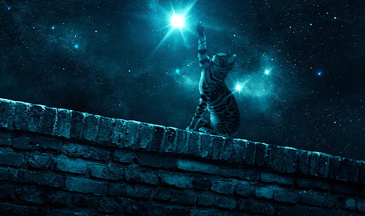 prata gato tigrado, gato, noite, parede, estrela, pata, céu estrelado, HD papel de parede HD wallpaper