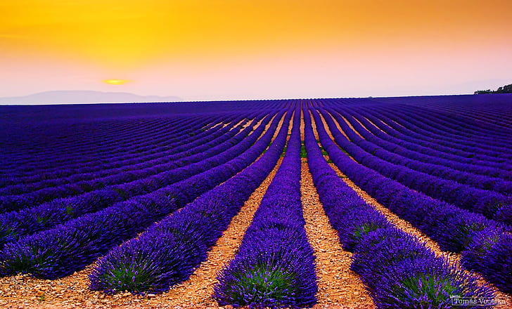 bidang lavender gambar populer 4k, Wallpaper HD