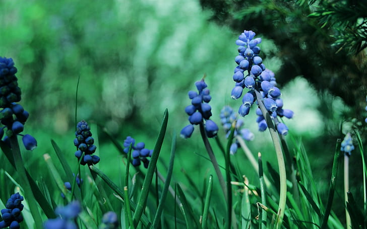 nature flowers muscari blue flowers, HD wallpaper