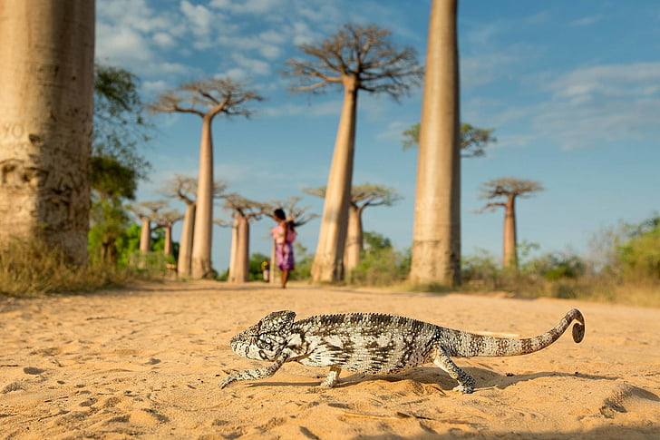 Reptilien, Chamäleon, Tier, Wüste, Eidechse, Sand, HD-Hintergrundbild