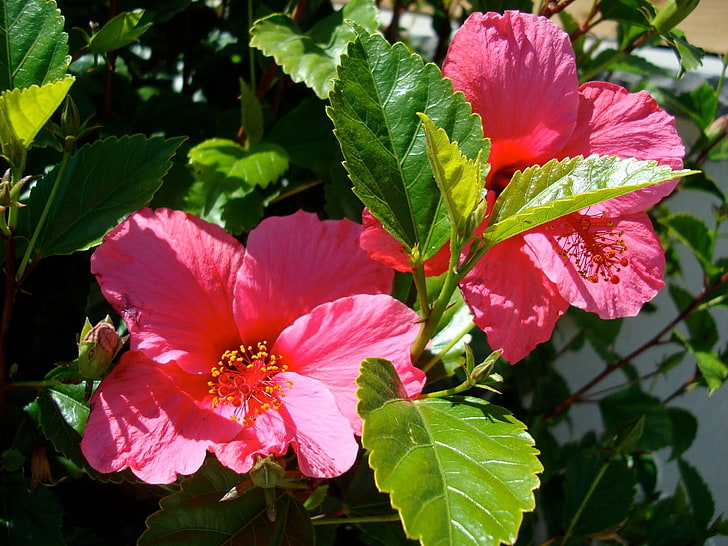 hibiscus blossoms pollen leaves wallpaper preview