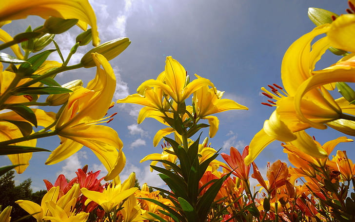Lily Flowers, green and yellow flowers, flowers, lily, HD wallpaper