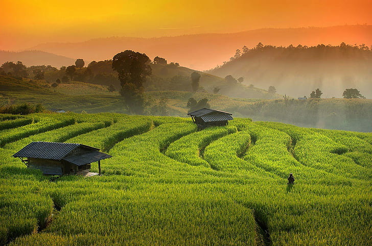 Chaing Mai field, chiang mai, field, green, ray, rice, Sunset, terrace, Thailand, pa bong peing, Autumn, HD wallpaper