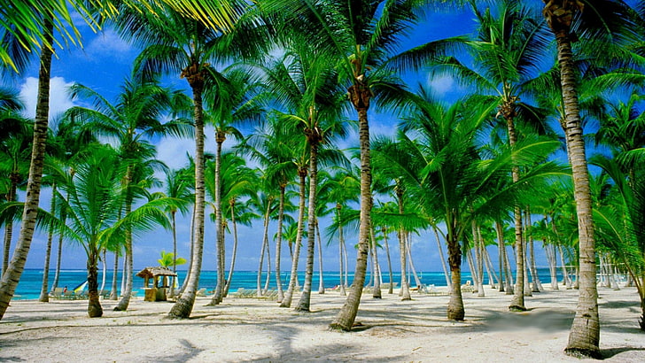 turismo, república dominicana, punta cana, dominicano, mar do caribe, oceano, oceano atlântico, areia, praia, palm, verão, lazer, trópicos, praia, verão, coqueiro, mar, férias, resort, céu, caribe, árvore,palmeiras, palmeira, HD papel de parede