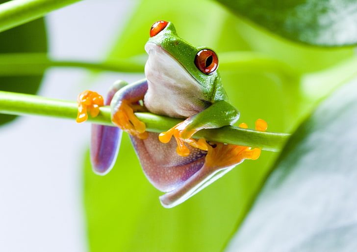 Red-Eyed Tree Frogs, frog, amphibian, HD wallpaper