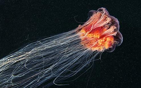jellyfish, jellyfish, sea life, underwater, animals, HD wallpaper HD wallpaper