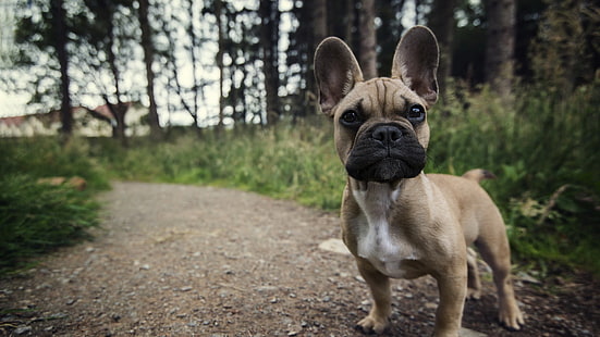 бежевый щенок, собака, животные, французский бульдог, HD обои HD wallpaper