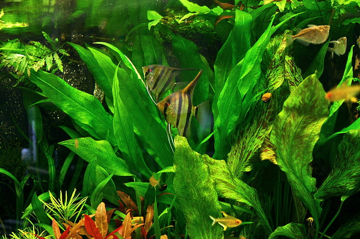 aquarium hd, HD wallpaper