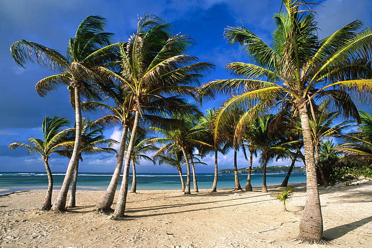 Palm Shore, island, coconut, black, tree, white, shore, animals, sand, heaven, leaf, wood, palm, 3d and abstra, HD wallpaper