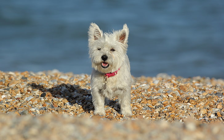 kamienie, pies, The West highland white terrier, Tapety HD