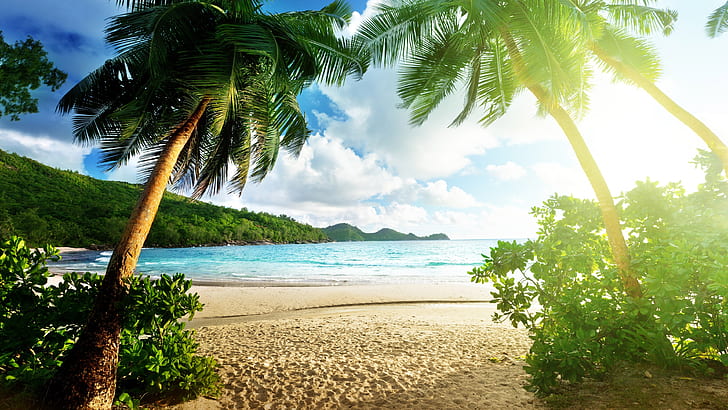 mar, verão, praia, costa, luz solar, oceano, água, árvore, férias, palma, escalas, costa, palmeira, praia, Caribe, céu, trópicos, HD papel de parede