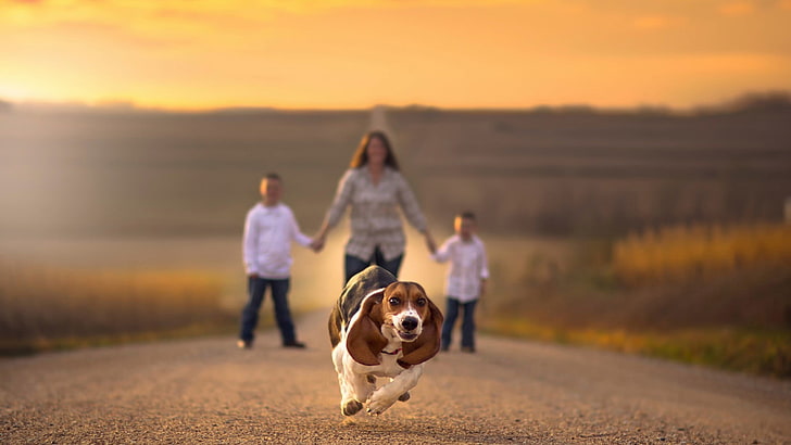 keluarga, jalan, berpegangan tangan, kedalaman bidang, anjing, hewan, berlari, Beagles, Jake Olson, Nebraska, Wallpaper HD