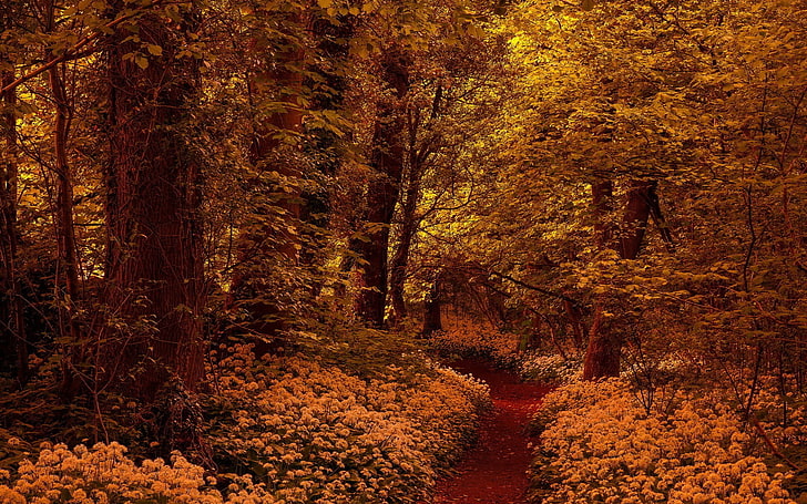 brown forest, brown leafed trees, nature, trees, forest, fall, branch, leaves, yellow, wood, flowers, path, HD wallpaper