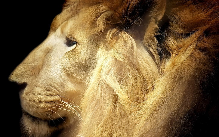 leão marrom, leão, rosto, juba, gato grande, predador, HD papel de parede