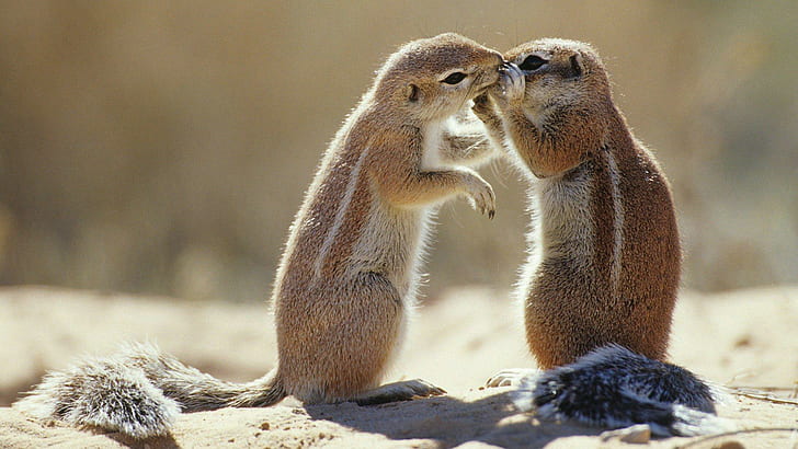 Love Is Here...., rodent, love, squirrel, cute, animal, animals, HD wallpaper