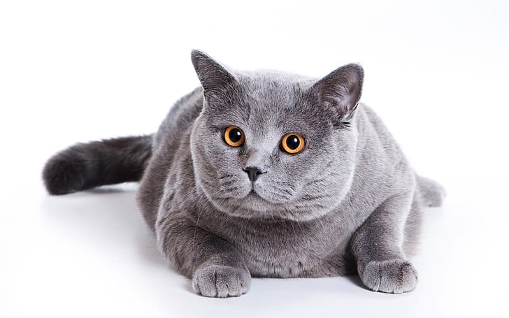 Gato gordo cinzento, cinzento, gordo, gato, HD papel de parede