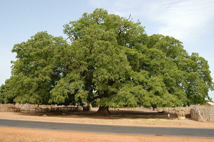 شجرة هائلة ، السنغال ، الطبيعة ، إيريك بيرلوتو ، كاسامانس ، ثلاثي الأبعاد وملخص، خلفية HD