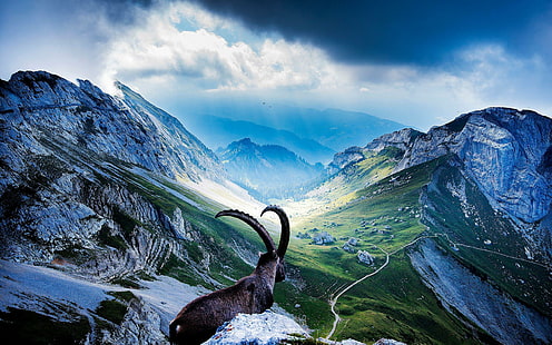 Wild goat in the mountains, ram and mountain illustration, animals, 2560x1600, goat, wild goat, HD wallpaper HD wallpaper