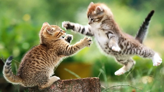 kucing, kucing, anak kucing, anak kucing, bermain, lompat, Wallpaper HD HD wallpaper