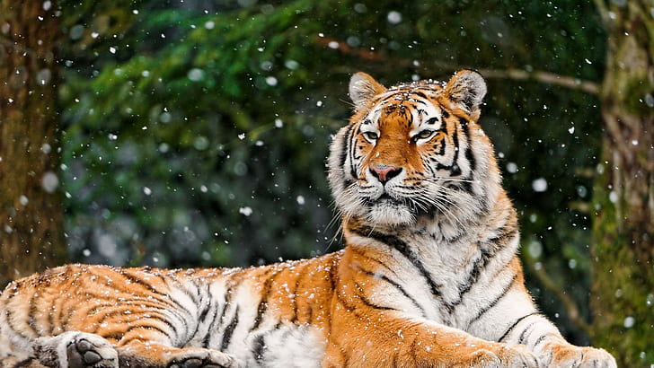 Animal, 2560x1440, neige, mensonge, tigre, image, animal HD pour dekstop, 4K, Fond d'écran HD