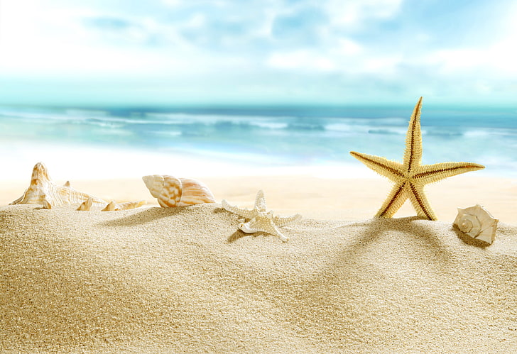 sand, hav, strand, strand, skal, sommar, blå, paradis, sjöstjärna, snäckskal, HD tapet