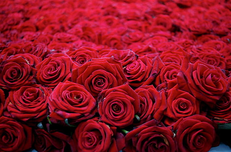 mawar merah, mawar, bunga, kuncup, merah, banyak, indah, Wallpaper HD HD wallpaper
