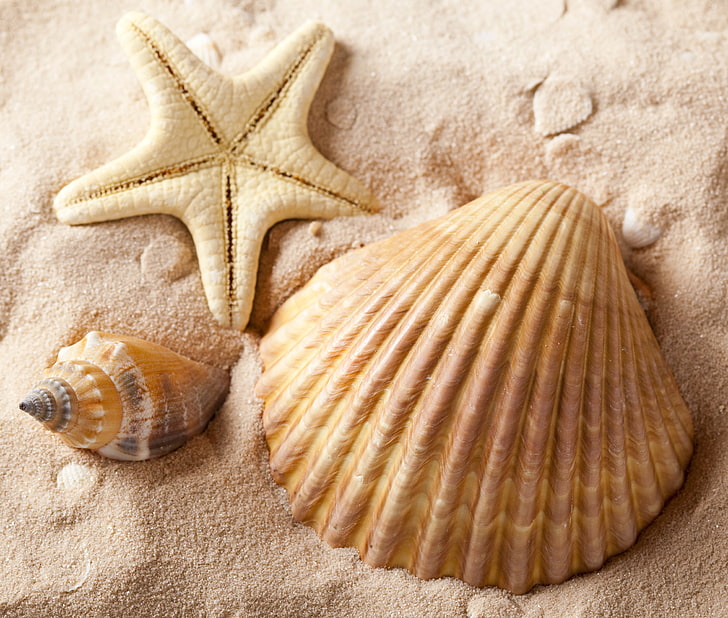 three beige-and-brown seashells, sand, sea, summer, shell, starfish, shells, HD wallpaper
