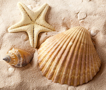 three beige-and-brown seashells, sand, sea, summer, shell, starfish, shells, HD wallpaper HD wallpaper