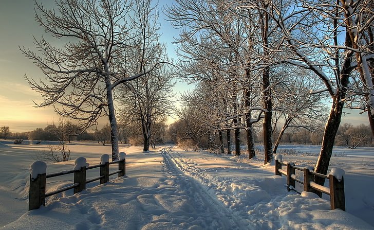Снежен селски път, кафяво безлистно дърво, Сезони, Зима, дървета, заснежен, път, селски път, природа, природа, пейзаж, HD тапет