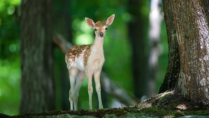 cerf, faune, Bambi, bébé, faune, mammifère, des bois, cerf de Virginie, arbre, animal sauvage, mignon, forêt, Fond d'écran HD