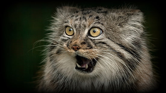 Wildcat, хищник, лицо, рот, зубы, Wildcat, хищник, лицо, рот, зубы, HD обои HD wallpaper