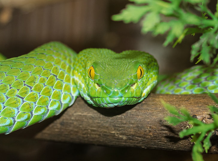 Green Tree Python, Animals, Reptiles and Frogs, Green, Snake, Closeup, reptile, HD wallpaper